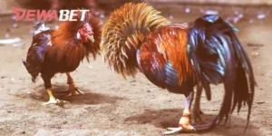 đá gà cựa dao