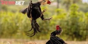 Đá Gà Trực Tiếp