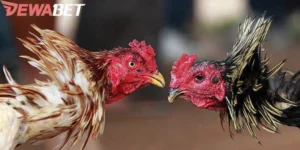Đá Gà Trực Tiếp C3