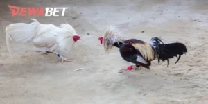 Đá Gà Trực Tiếp Thomo Hôm Nay